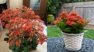 Cây lá xanh hoa đỏ từng xuất hiện ở mọi nhà: Nay trở lại như “bùa may mắn” hút tài lộc mạnh mẽ