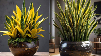 Cây Lưỡi Hổ trồng trong nhà nhiều lợi ích sức khỏe và phong thủy nhưng lại Đại kỵ với người này