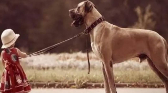 Đừng quá tốt với người, đừng cho chó ăn quá nhiều - Lời dạy quý báu của tổ tiên về cách ứng xử