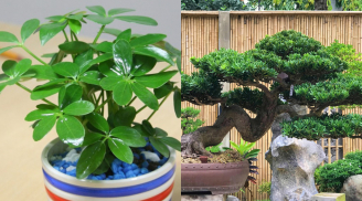 Loài cây siêu dễ trồng, ‘dễ chiều’ hơn kim tiền 100 lần, đặt đâu cũng hút lộc vào nhà