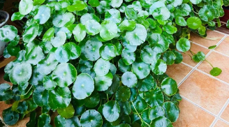 Người xưa dạy: Đặt 3 thứ trong nhà là gọi tiền của vào cửa, gia chủ ăn nên làm ra