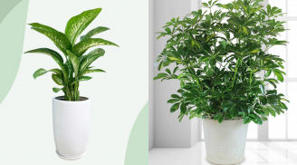 Trong nhà đặt 3 loại cây này: Tài lộc đổ về ào ào, gia chủ làm đâu thắng đó