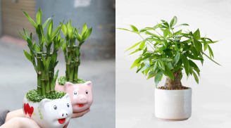 3 loại cây trồng ban công 'rước Thần Tài vào nhà': Gia chủ càng làm càng giàu, tiền tiêu không hết