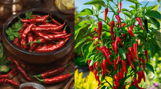 Hóa ra thêm ớt không chỉ thêm cay mà còn có 7 công dụng bất ngờ với sức khỏe