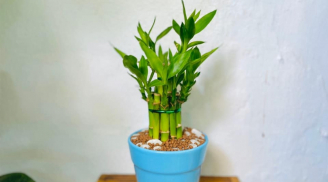Người thuộc 3 tuổi này, trồng cây trúc phát tài mang đến vận may, tài lộc, cải thiện phong thủy