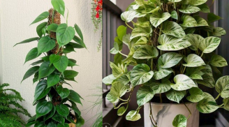 Trồng cây trầu bà cần nhớ những 'chi chú vàng' để tránh rước họa vào nhà