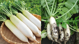 Củ cải trắng - công dụng 'vàng', thứ rau mùa đông giá rẻ nhưng được xem là quý như sâm