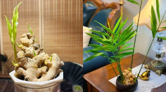 Đặt chậu gừng phong thủy ở 2 vị trí này, công việc hanh thông, lộc đến ào ào