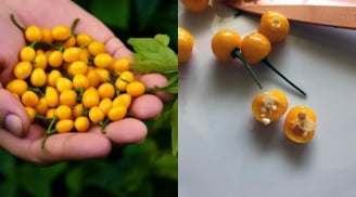 Việt Nam trồng thành công loại gia vị đắt nhất thế giới, giá lên tới 900 triệu/kg