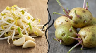4 thực phẩm mọc mầm tưởng độc mà lại càng bổ – nhiều gia đình vô tình bỏ phí