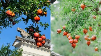 Sân nhà trồng 5 cây này, gia chủ Đắc Tài Đắc Lộc, quanh năm chẳng lo nghèo khó