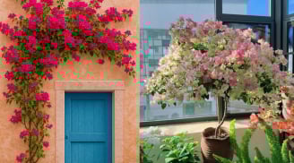 Bây giờ là 'thời điểm vàng' chăm sóc đúng cách để cây hoa giấy nở đúng dịp Tết âm lịch Bính Ngọ 2026