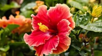 Cẩn thận chọn hoa bàn thờ: 5 loài tuyệt đối tránh nếu không muốn mất lộc, xui xẻo kéo đến