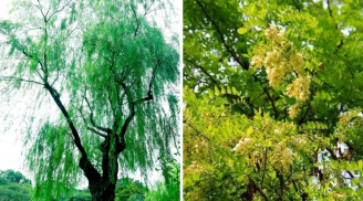 Người xưa dặn, 5 loại cây “âm tính” không nên trồng trong sân nhà tránh rước hoạ