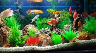 Trong nhà có 2 vật báu này, điều diệu kỳ sẽ đến với gia chủ