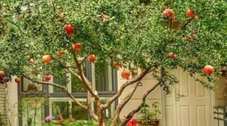 5 loại cây trồng sân vườn hợp phong thủy, mang lại vượng khí cho gia chủ