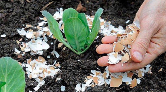 5 nguyên liệu nhà bếp cực tốt cho cây trồng, nhưng ít người biết