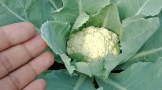 Mùa đông trồng 9 rau quả này, lớn nhanh như thổi sau 1 đêm