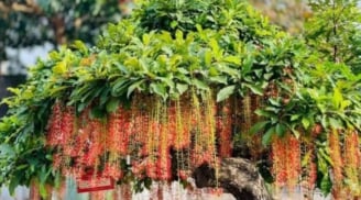 Người thuộc 2 mệnh này trồng cây lộc vừng trong sân, cây càng xanh càng mang lại đại phú đại quý