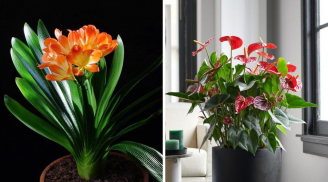 4 cây cảnh nhà giàu nào cũng thích trồng: Vàng óng của cải, đỏ rực may mắn trăm năm trường thọ