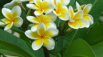 7 loại cây phong thủy cực kỳ thích hợp khi trồng ở khu lăng mộ, làm cho nơi an nghỉ mát mẻ, an lành