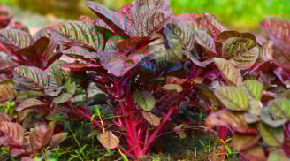 Ai cũng nghĩ rau dền lành tính nhưng ăn nhiều có 3 tác hại, không phải ai cũng biết