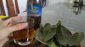 Cách hãm nước lá vối uống vào mát gan, thải độc