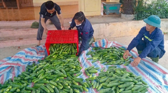Dưa leo 'Tài Lộc' - giống dưa cho năng suất cao và chất lượng vượt trội, thích nghi tốt với vùng đất Mai Hoa