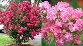 Loại cây tượng trưng thịnh vượng: Trồng một cây trong nhà, tài lộc kéo đến – lại có nhiều công dụng làm thuốc