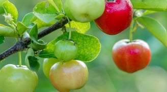 Những vườn sơ ri trĩu quả, năng suất cao và giá rẻ - giờ dây đễ dàng thấy ở Việt Nam