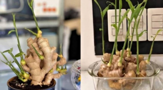 Trồng chậu gừng phong thủy: Bí quyết chăm ra hoa, hút tài lộc về nhà