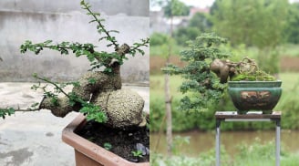 Cây cần thăng bonsai giá trăm triệu: Độc lạ, mang tài lộc và thăng tiến