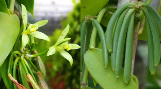 Loại cây tưởng “vô danh” bất ngờ thành đặc sản 15 triệu/kg: Việt Nam đã trồng thành công