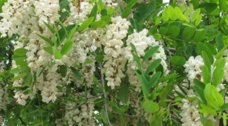 Phong thủy nhà ở: 3 loại cây như “két sắt giữ lộc”, chặt đi là mất hết tài lộc