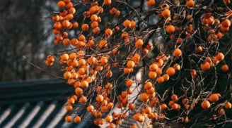 Top 5 loại cây trồng sân vườn hợp phong thủy, giúp gia chủ hút tài lộc vượng khí