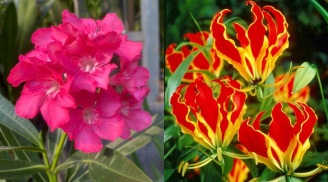 4 loại cây ‘hại người’, trong trong nhà làm tiền của tiêu tán