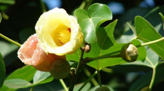 4 loài hoa cực kỳ linh thiêng, nếu may mắn gặp được là điềm lành, phước báu vô cùng