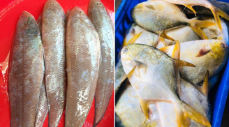 5 loại cá thịt dày, ít xương lại giàu đạm, bổ như tổ yến