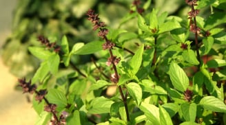 Cách trồng cây húng quế phong thủy hút tài lộc