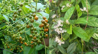 Cây xạ đen 'dược liệu vàng', nhiều công dụng nhưng Không Phải ai cũng nên dùng, không phải càng nhiều càng tốt