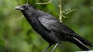 Con cái hỗn hào? Áp dụng ngay 'Luật Quạ' – Bí quyết dạy con hiện đại, giữ trọn quyền uy cha mẹ