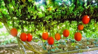 Loại quả Việt Nam được ví là “báu vật từ thiên đường”: Chống ung thư và mang lại nhiều lợi ích tuyệt vời