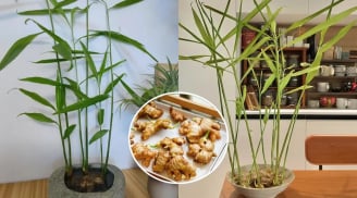Người thuộc 2 mệnh này nên trồng gừng phong thủy trong nhà, hút tiền tài cực đỉnh