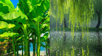  Người xưa nói 3 cây này trồng trước nhà thì hao tài, chuyển ra đúng vị trí này thì lại giúp giữ của cải