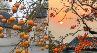 Người xưa nói: Trong sân trồng 3 cây vừa cho quả ngon, cảnh đẹp như vàng như bạc vừa rước phúc lộc vào