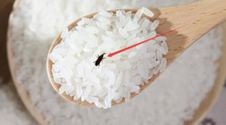 Cho thứ này vào thùng gạo, để cả năm mối mọt không dám “bén mảng”: Mẹo dân gian đơn giản, hiệu quả bất ngờ