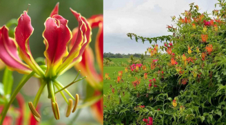 Loài hoa rất đẹp nở đầy ở Việt Nam nhưng cực kỳ nguy hiểm, sờ vào có thể suy đa tạng, cảnh giác