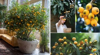 Người xưa nói: “Nhà trồng 3 cây cảnh quả vàng, tài lộc hanh thông, mùa màng đủ đầy, gia đạo hưng vượng”