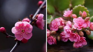 3 tháng sinh âm lịch dũng cảm, táo bạo: Càng khó khăn càng toả sáng