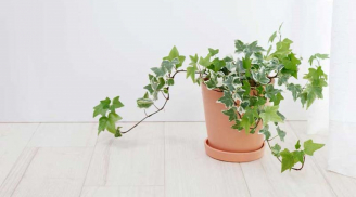 Muốn bình an, may mắn và sức khỏe tốt hãy trồng ngay loại cây này